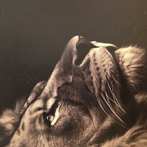 SOLD - Simple Black and Cream suede sneakers Casual Shoes